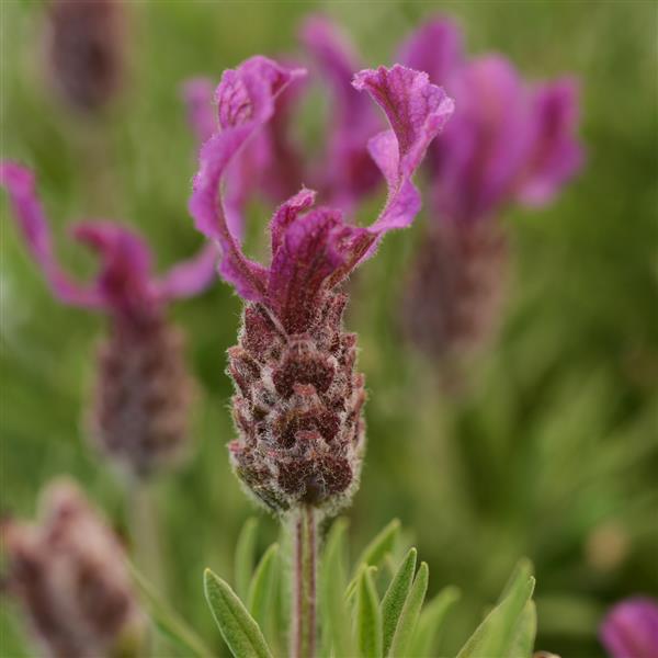 Lavandula stoechas (Lavender - Bella™ Rose)