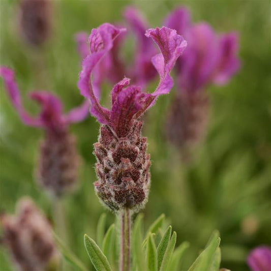 Lavandula stoechas (Lavender - Bella™ Rose)