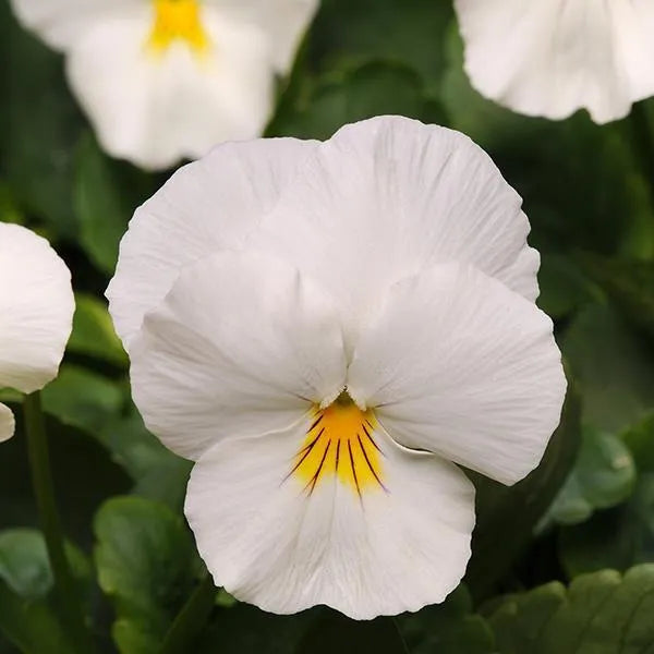 Pansy ‘Cool Wave White’ – Spreading Pansy