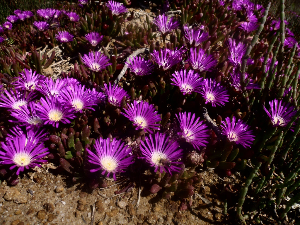 Disphyma crassifolium 'Hot Stuff' (Hot Stuff Pigface)