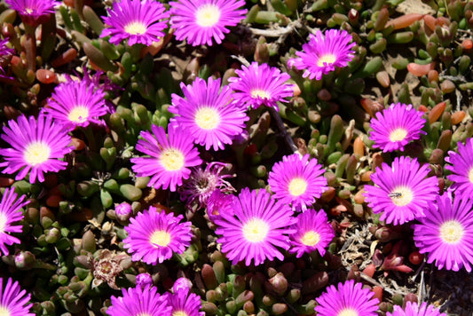 Disphyma crassifolium 'Hot Stuff' (Hot Stuff Pigface)