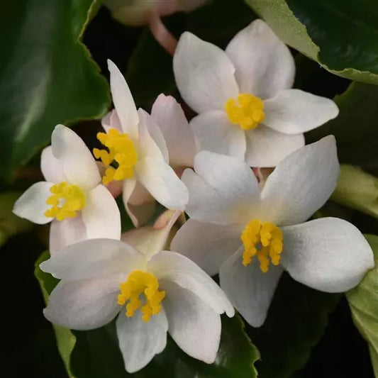 Begonia Angel Wings (White Flowering Begonia)