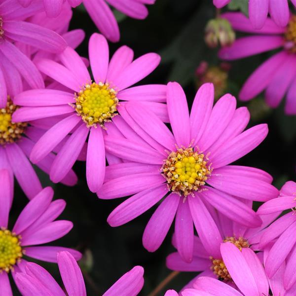 Brachyscome ‘Radiant Magenta’ (Swan River Daisy)