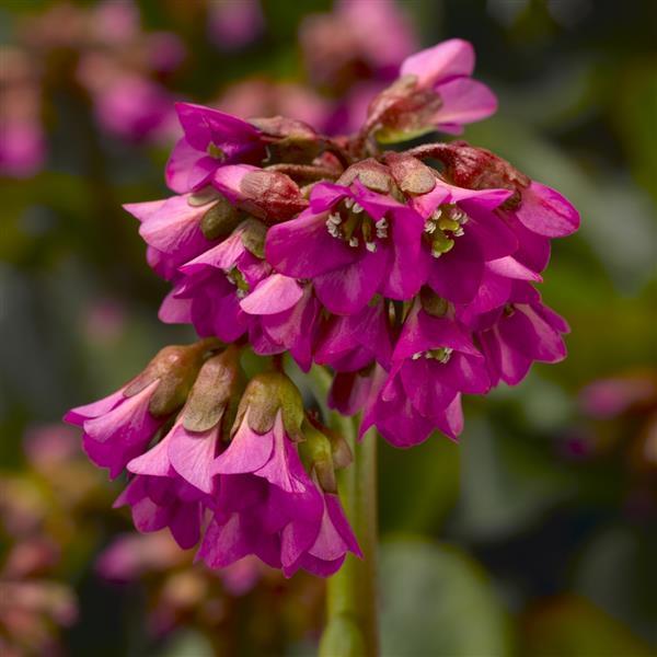 Bergenia cordifolia ‘Shoeshine Rose’ (Elephant’s Ears)
