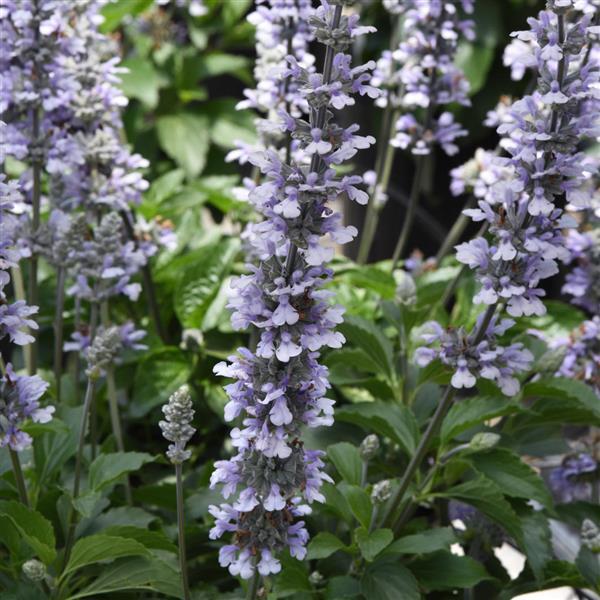 Salvia ‘Blue Chill’ – Blue Chill Sage