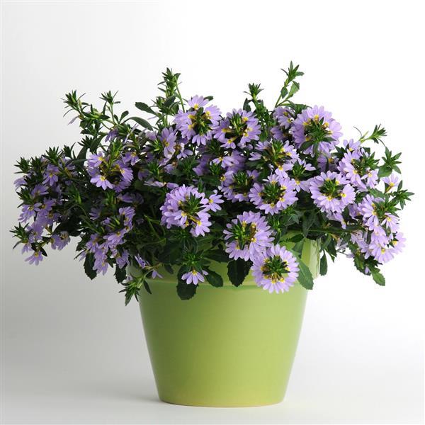 Scaevola aemula (Bondi Blue)