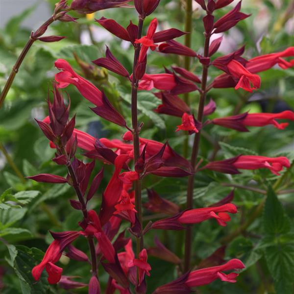 Salvia splendens x darcyi (Salvia ‘Roman Red’)