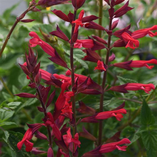 Salvia splendens x darcyi (Salvia ‘Roman Red’)