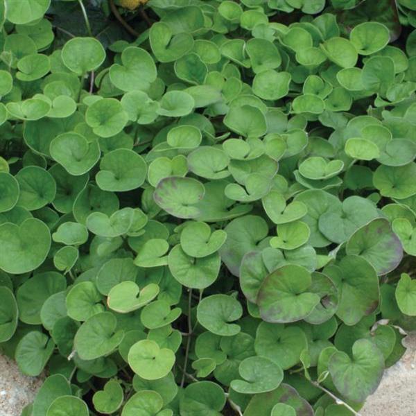 Dichondra repens ‘Emerald Falls’ (Kidney Weed / Emerald Falls Dichondra)