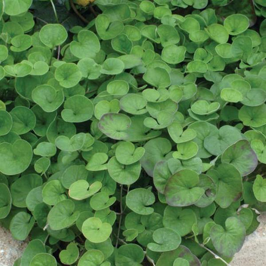Dichondra repens ‘Emerald Falls’ (Kidney Weed / Emerald Falls Dichondra)