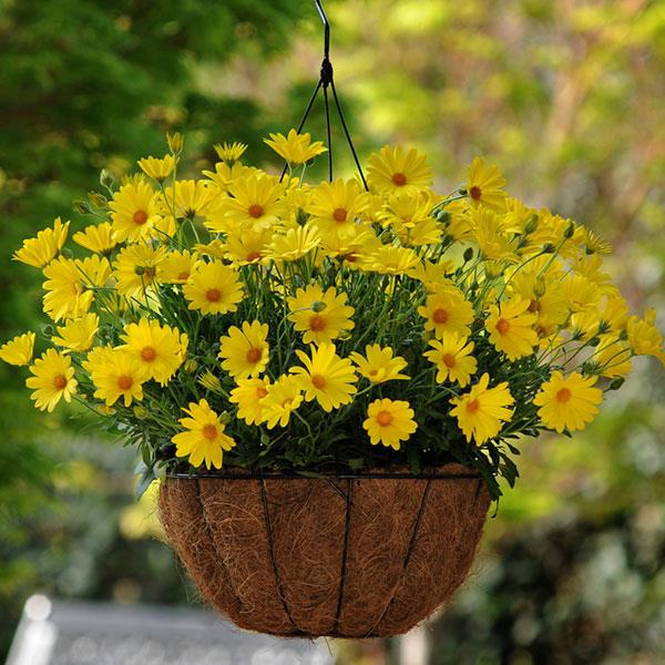 Osteospermum hybrid ‘Voltage Yellow’ (African Daisy)