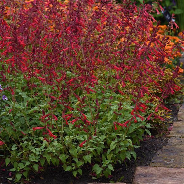 Salvia splendens x darcyi (Salvia ‘Roman Red’)