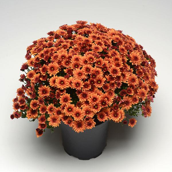 Osteospermum ‘Pop Eye Orange’ – Orange African Daisy