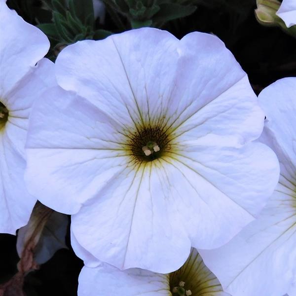 Petchoa SuperCal® Pearl White (Petchoa)