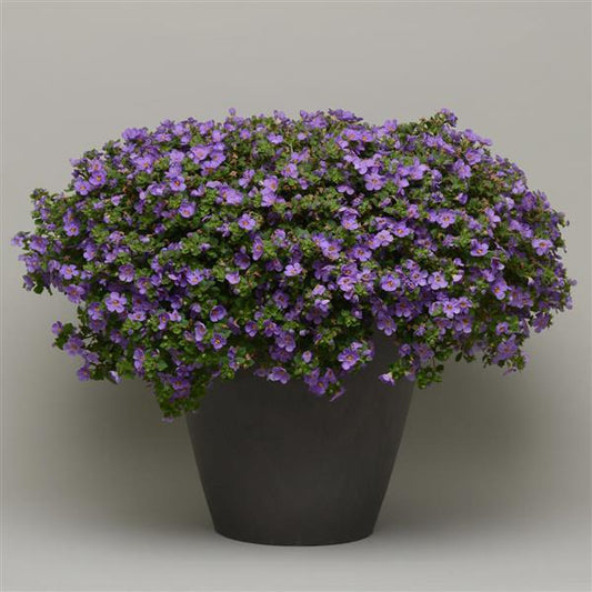 Sutera Cordata 'Megacopa™ Blue' (Megacopa™ Blue Bacopa)