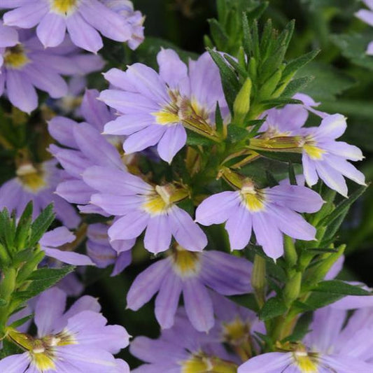Scaevola aemula (Bondi Blue)