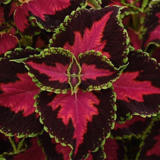 Coleus ‘Heartbreaker’ (Solenostemon scutellarioides)