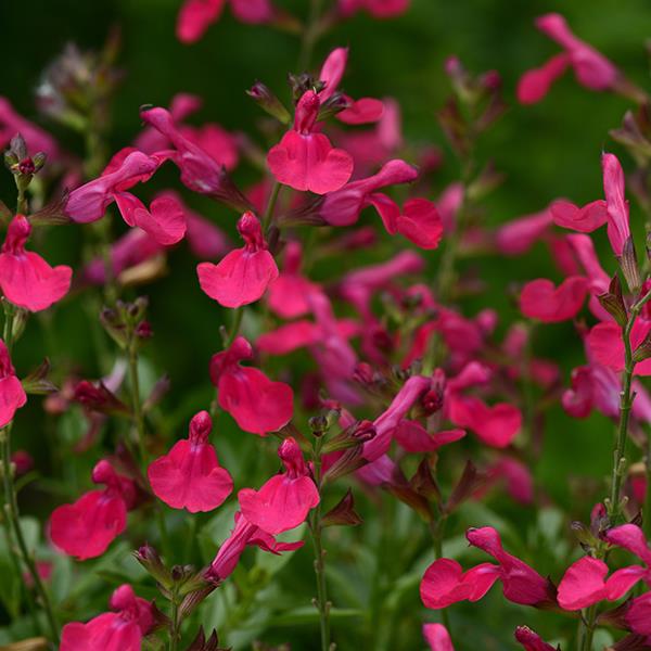 Salvia greggii ‘Mirage Hot Pink’ – Hot Pink Sage