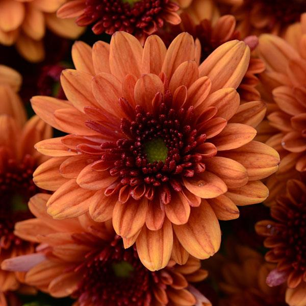 Osteospermum ‘Pop Eye Orange’ – Orange African Daisy