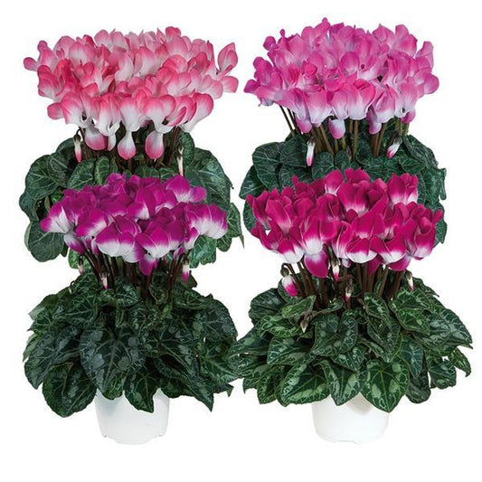 Cyclamen persicum ‘Indiaka Mix’ (Intermediate Cyclamen)