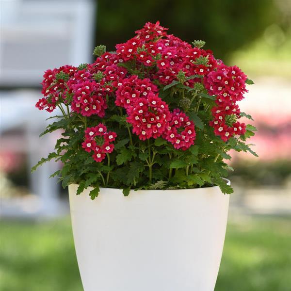 Verbena peruviana (Verbena Cadet Upright™ Red)