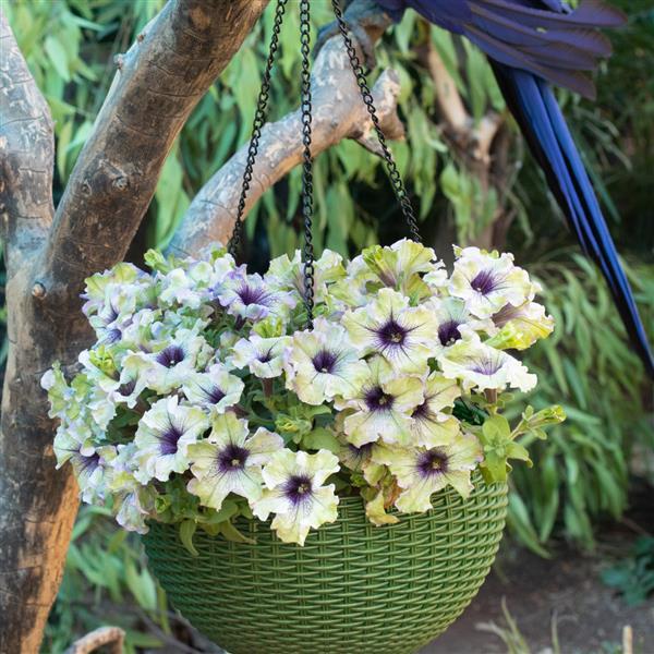 Petunia ‘Amazonas Plum Cockatoo’ (Plum Cockatoo Petunia)