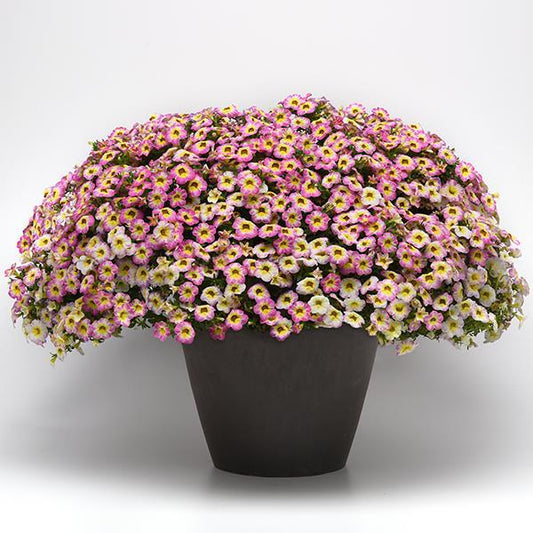 Calibrachoa hybrida ‘Cha-Cha™ Diva Hot Pink’ (Calibrachoa)
