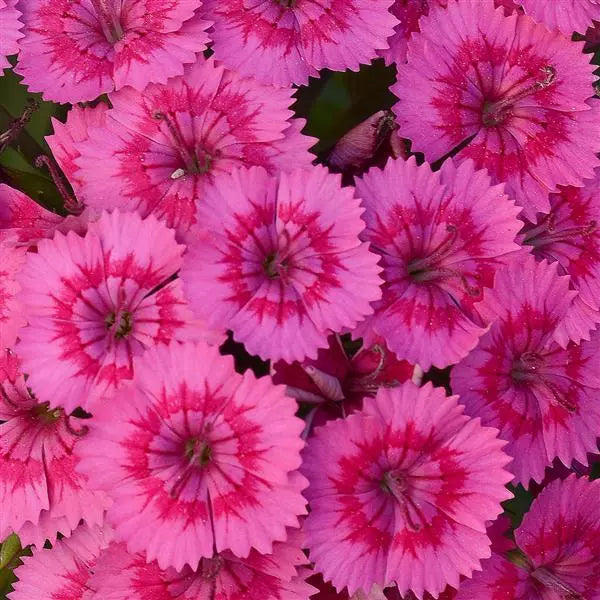 Dianthus barbatus 'Jolt Pink Magician' (Jolt Pink Magician Dianthus)