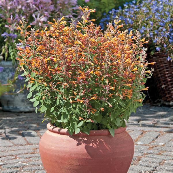 Agastache ‘Arizona Sandstone’ (Anise Hyssop)