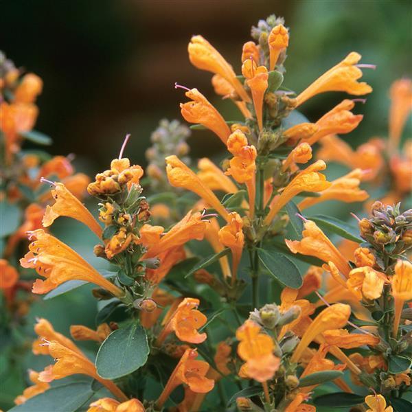Agastache ‘Arizona Sandstone’ (Anise Hyssop)
