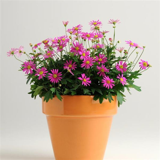 Brachyscome ‘Radiant Magenta’ (Swan River Daisy)