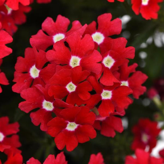 Verbena peruviana (Verbena Cadet Upright™ Red)