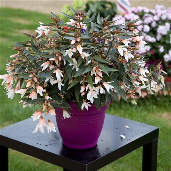 Begonia boliviensis ‘Bossa Nova White’ (Trailing Begonia)