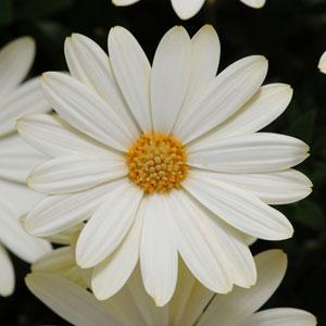 Osteospermum ecklonis ‘White Lightning’ (Spring Daisy)