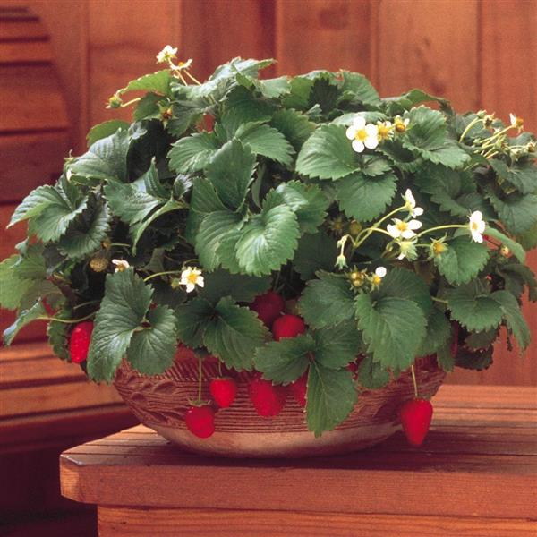 Fragaria × ananassa ‘Fresca’ – Strawberry