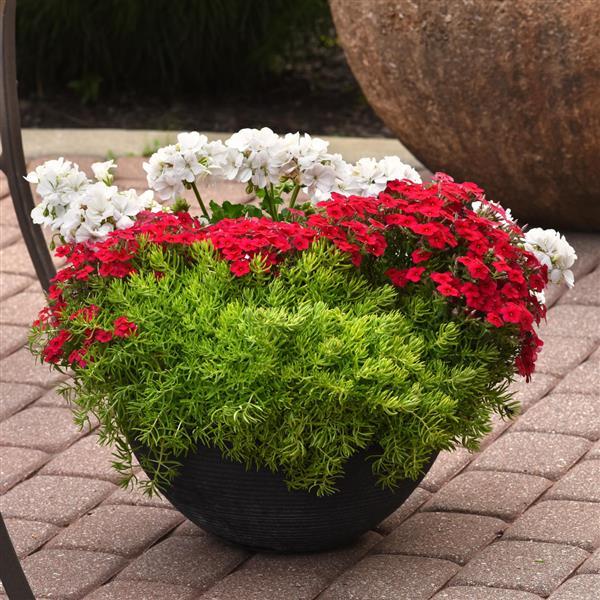 Sedum ‘Gold Mound’ (Stone Crop)