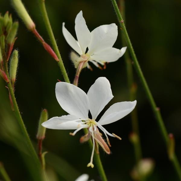 Gaura lindheimeri ‘Belleza White’ – Gaura / Wand Flower