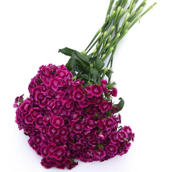 Dianthus barbatus ‘Viva Magenta’ (Sweet William)