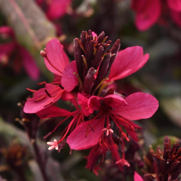 Gaura lindheimeri ‘Belleza Dark Pink’ – Dark Pink Gaura