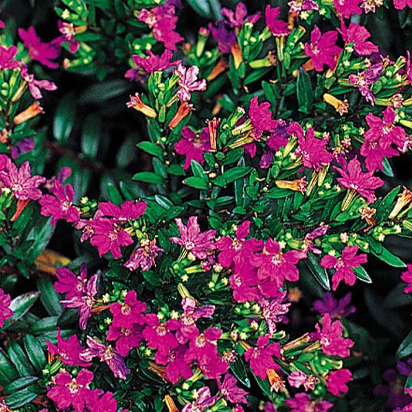 Cuphea hyssopifolia ‘Cupid Mix’ – Mexican Heather