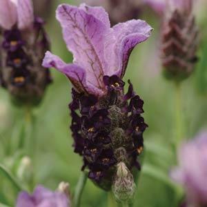 Lavandula stoechas (Lavender - Bella™ Purple)