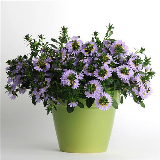Scaevola Bondi™ Blue