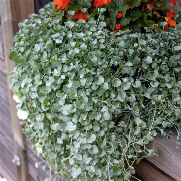 Dichondra argentea ‘Silver Surfer’ – Silver Kidney Weed