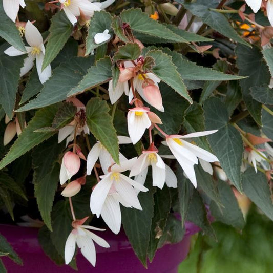 Begonia boliviensis ‘Bossa Nova White’ (Trailing Begonia)