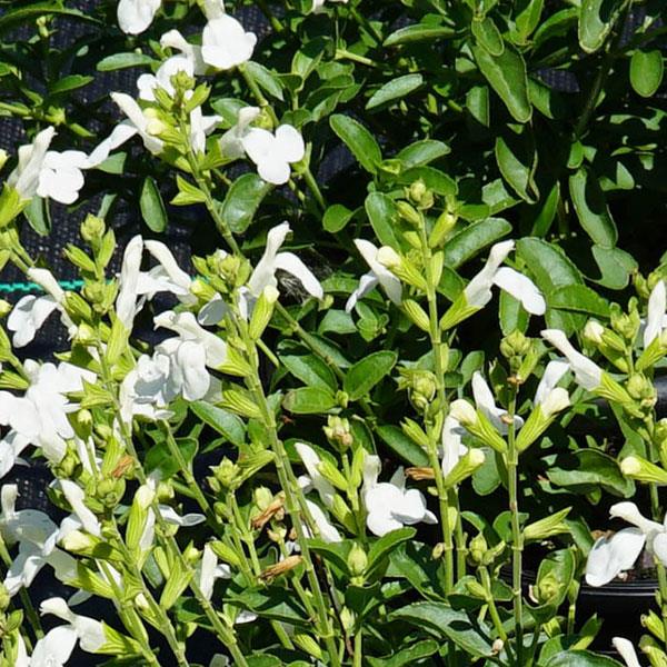 Salvia greggii ‘Mirage White’ – White Sage