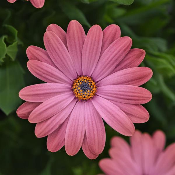 Osteospermum 'Serenity Rose Surprise' (Serenity Rose Surprise African Daisy)