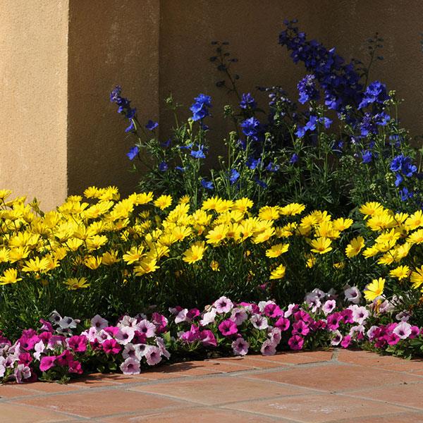 Osteospermum hybrid ‘Voltage Yellow’ (African Daisy)