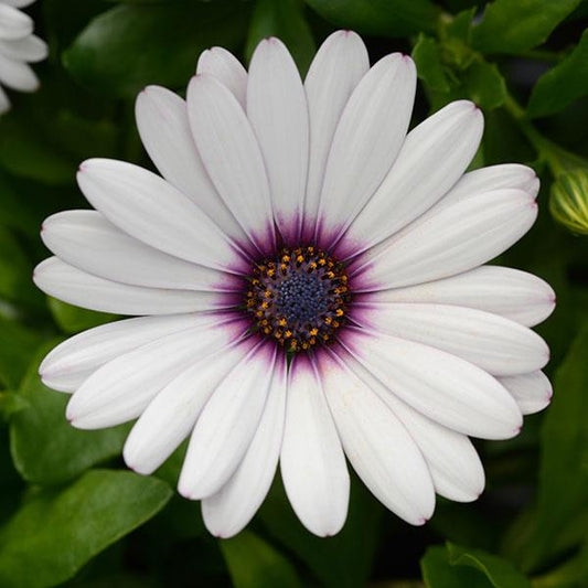 Osteospermum ecklonis Osticade™ Amethyst (African Daisy)