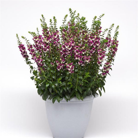 Angelonia angustifolia (Angelonia ‘Angelos Fuchsia Bicolour’ / Summer Snap)