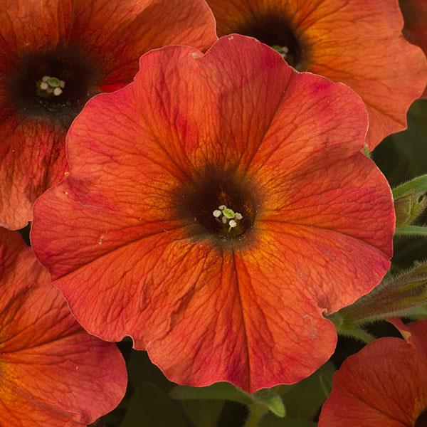 Petchoa ‘SuperCal Premium Cinnamon’